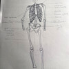 Dessin - les fondamentaux de l'anatomie